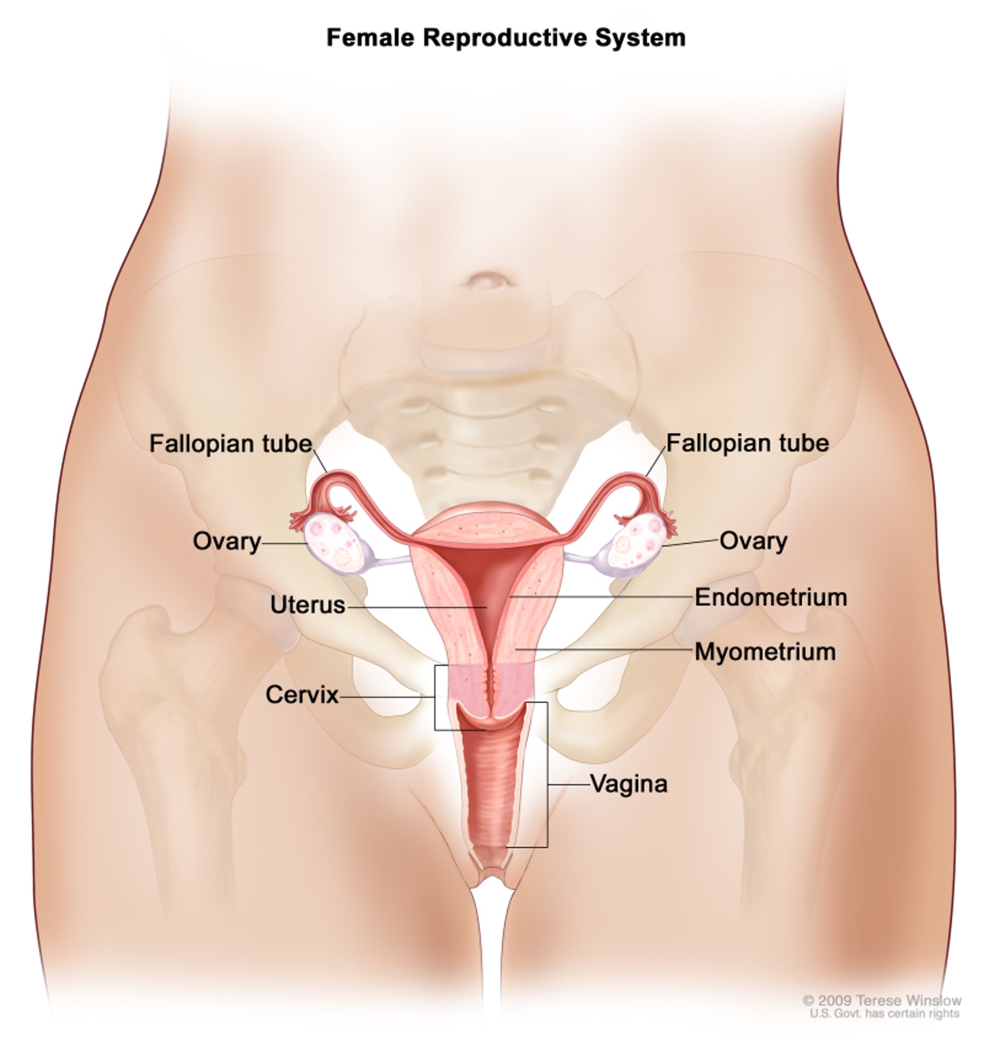 Perubahan yang terjadi tiap bulan pada organ reproduksi wanita jika sel telur yang dihasilkan oleh ovarium tidak dibuahi oleh sel sperma disebut siklus