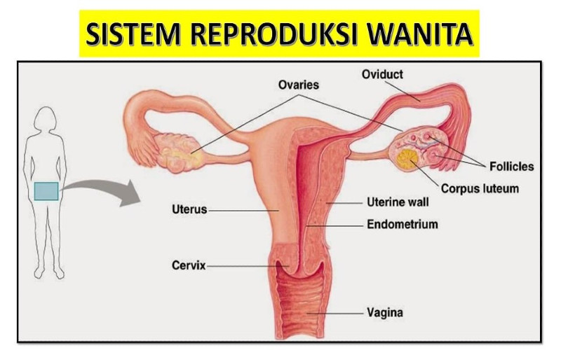 Uterus merupakan organ reproduksi wanita. yang berfungsi sebagai